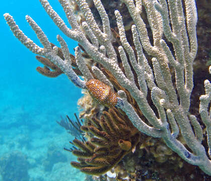 Image of Flamingo tongue snail