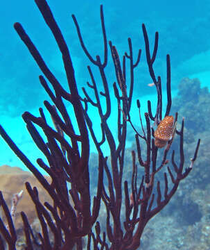 Image of Flamingo tongue snail