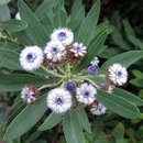 Image of Globularia ascanii Bramwell & Kunkel