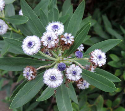 Image of Globularia ascanii Bramwell & Kunkel