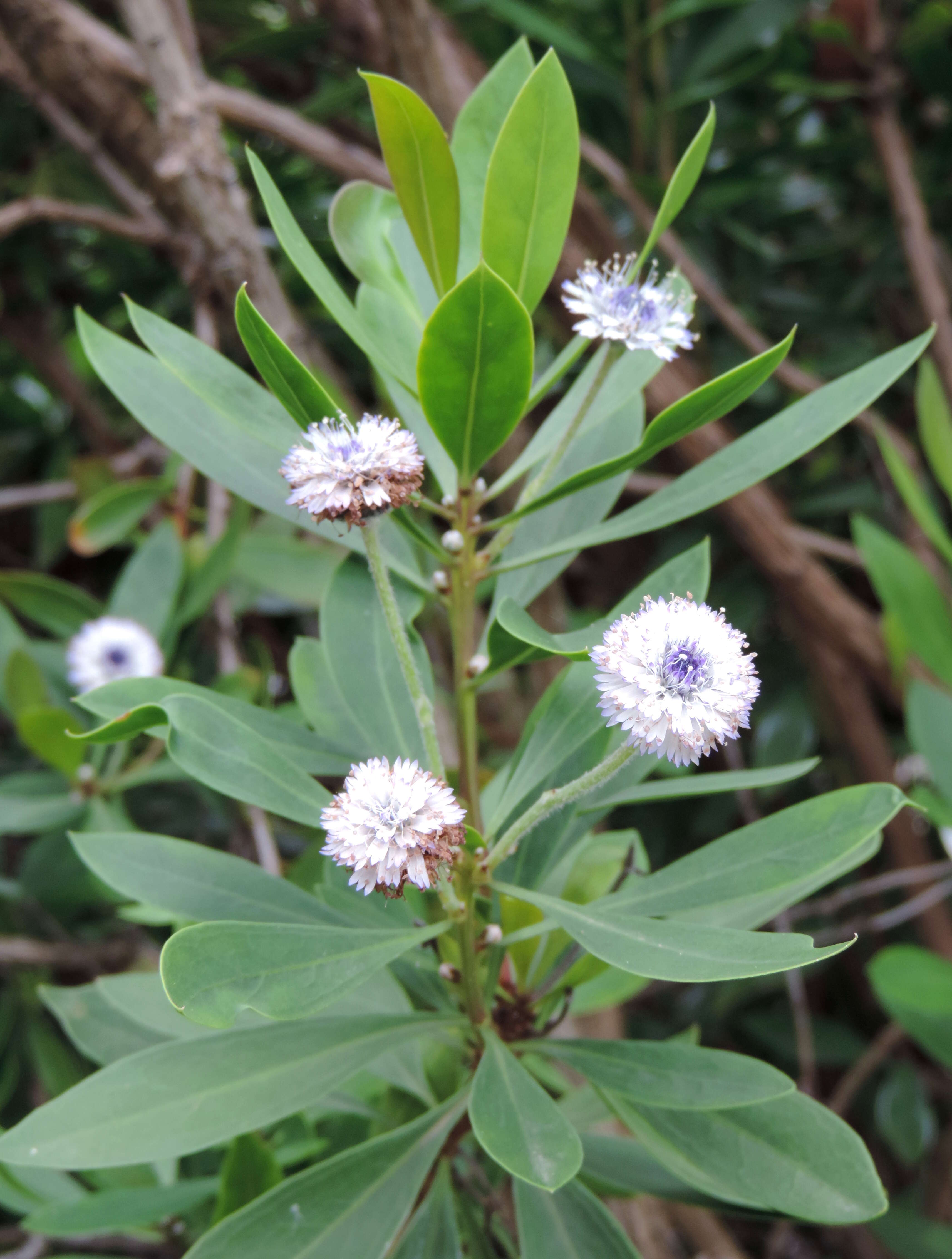 Image of Globularia ascanii Bramwell & Kunkel