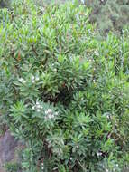 Image of Globularia ascanii Bramwell & Kunkel