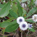 Image of Globularia sarcophylla Svent.