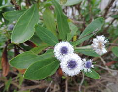 Image of Globularia sarcophylla Svent.