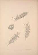 Sivun Eubranchus vittatus (Alder & Hancock 1842) kuva