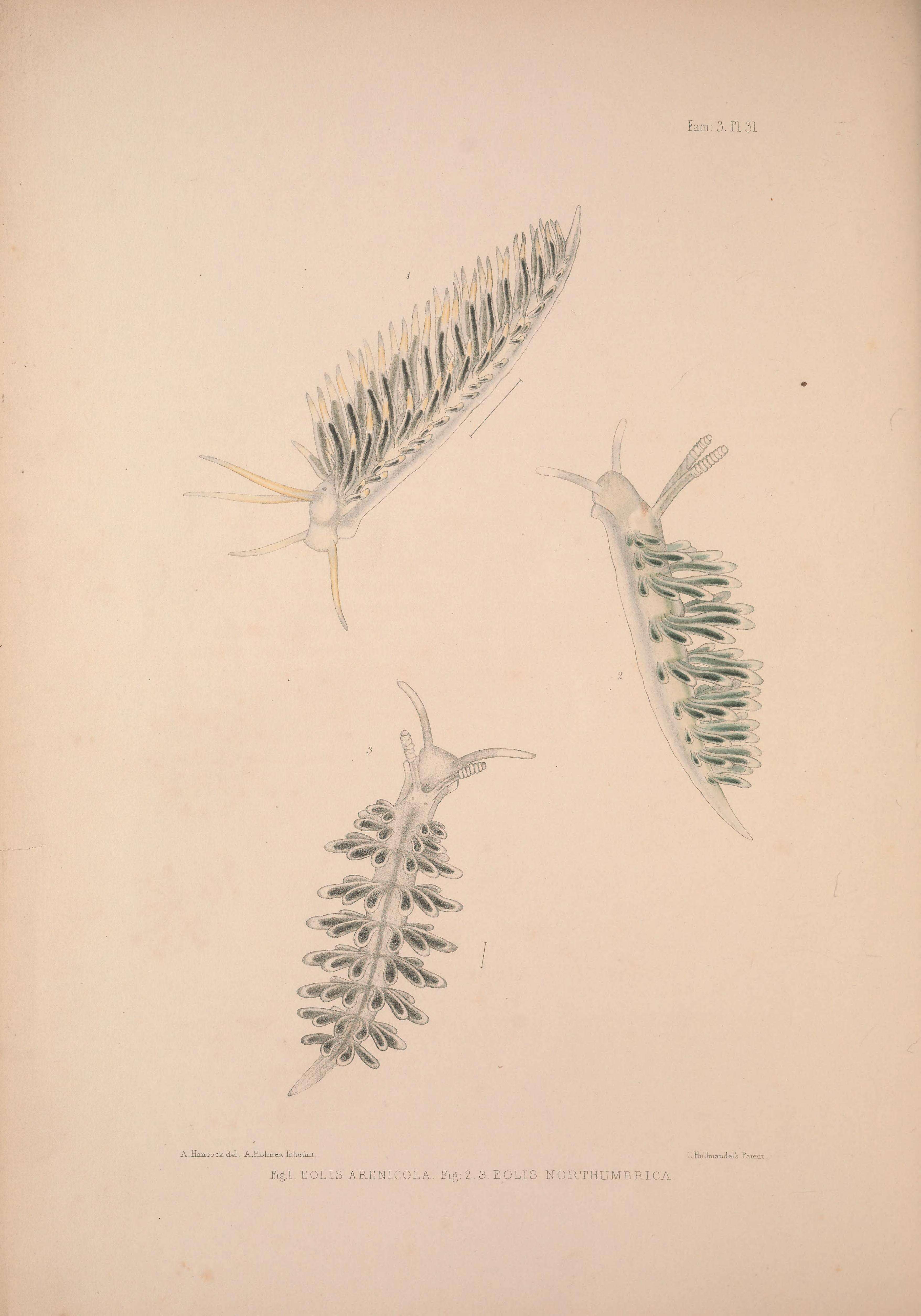 Image of Diaphoreolis viridis (Forbes 1840)