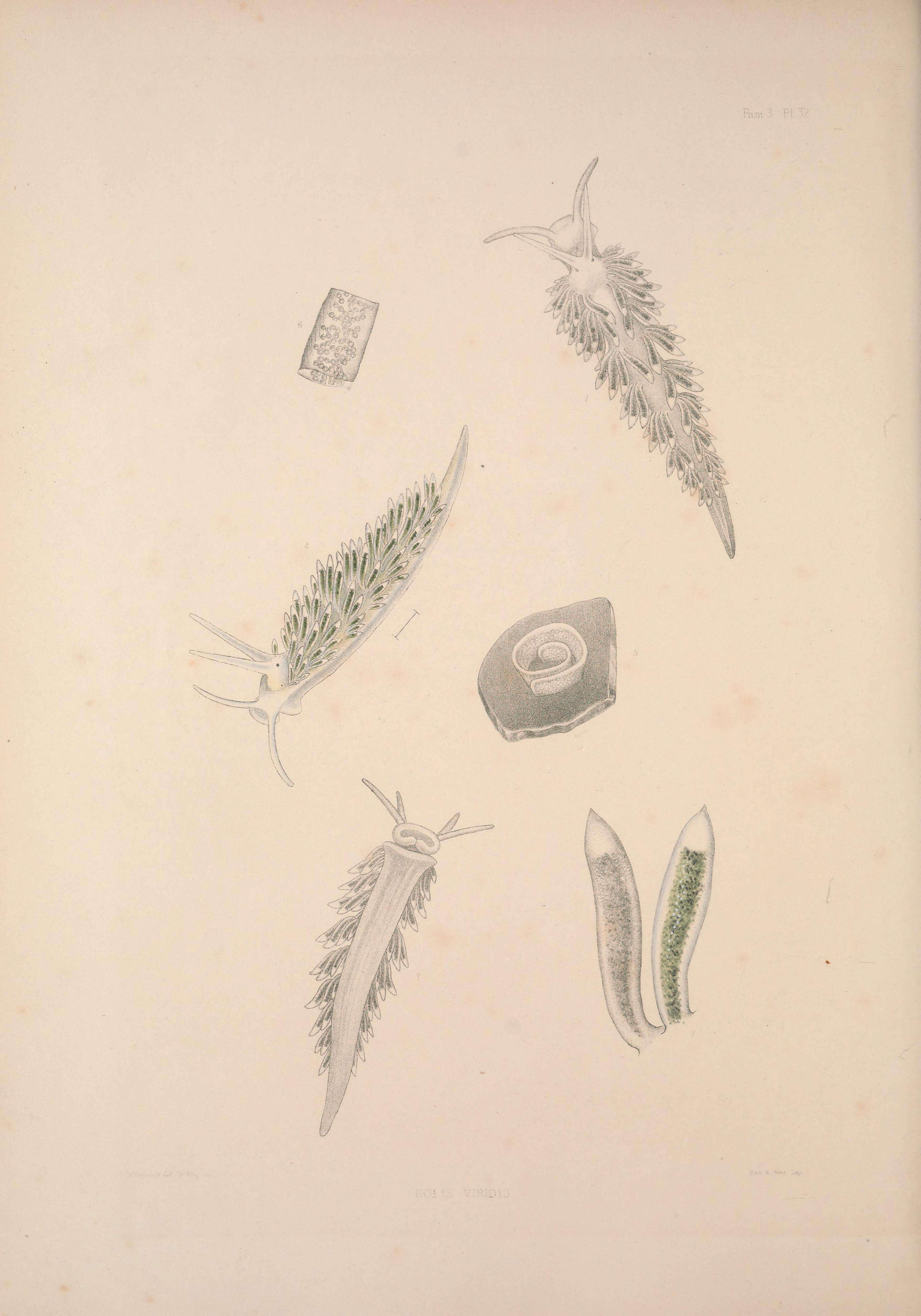 Image of Diaphoreolis viridis (Forbes 1840)