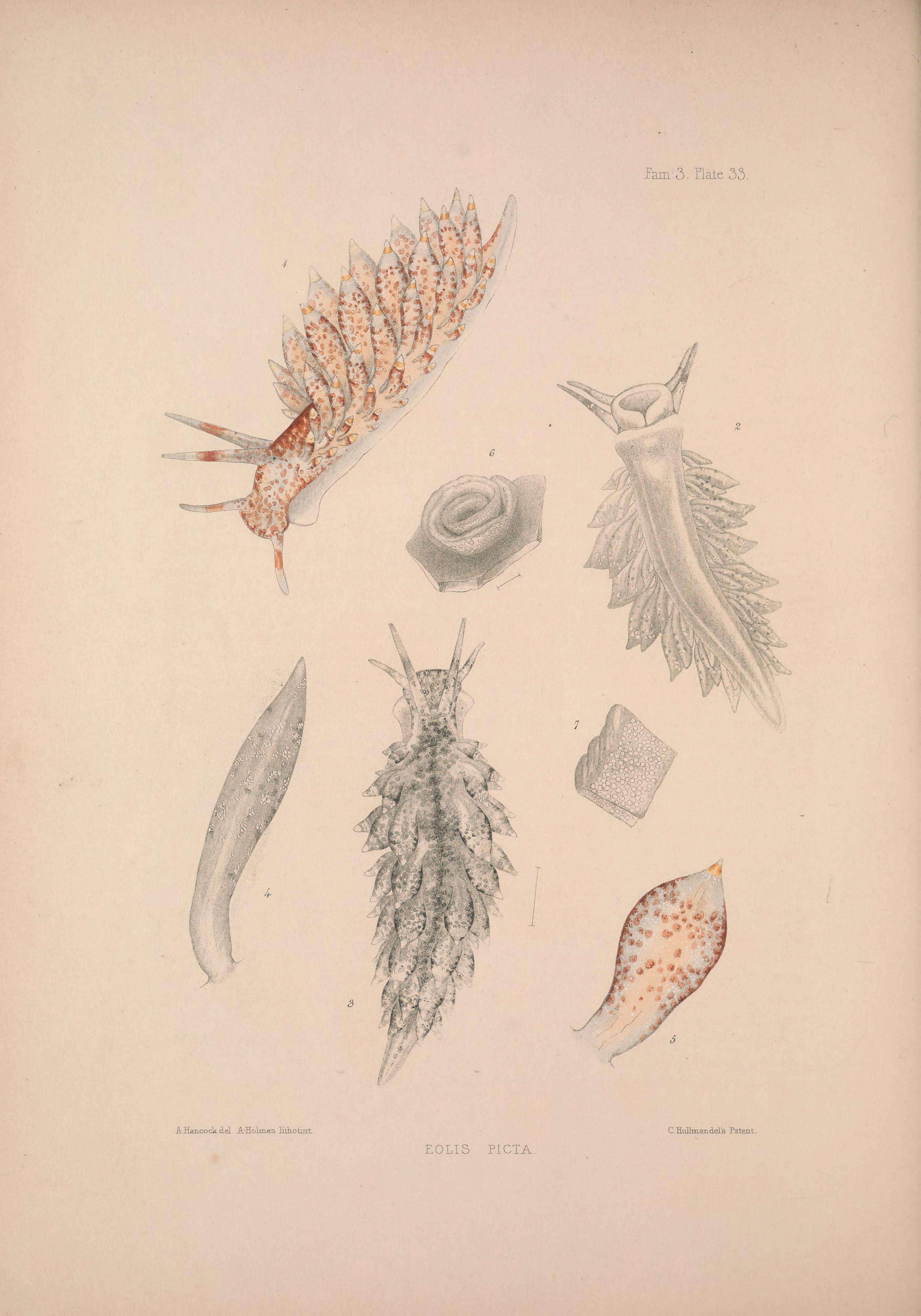 Image of Amphorina pallida (Alder & Hancock 1842)