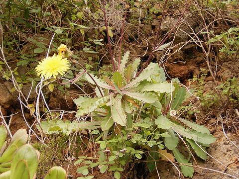 Image of Reichardia ligulata (Vent.) Kunkel & Sunding