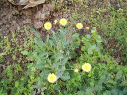 Image of Reichardia ligulata (Vent.) Kunkel & Sunding