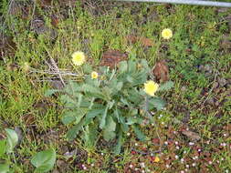 Image of Reichardia ligulata (Vent.) Kunkel & Sunding