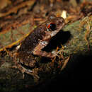 Leptobrachella melanoleuca (Matsui 2006) resmi