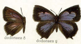 Image of Amblypodia dodonaea