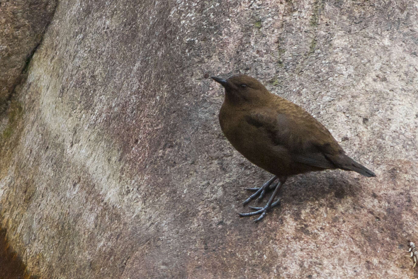 Image of Brown Dipper