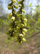 Image of Stachyurus praecox Sieb. & Zucc.