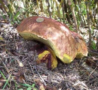 Image of Butyriboletus loyo (Phillippi) Mikšík 2015