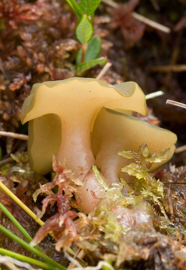 Image of red bog-moss