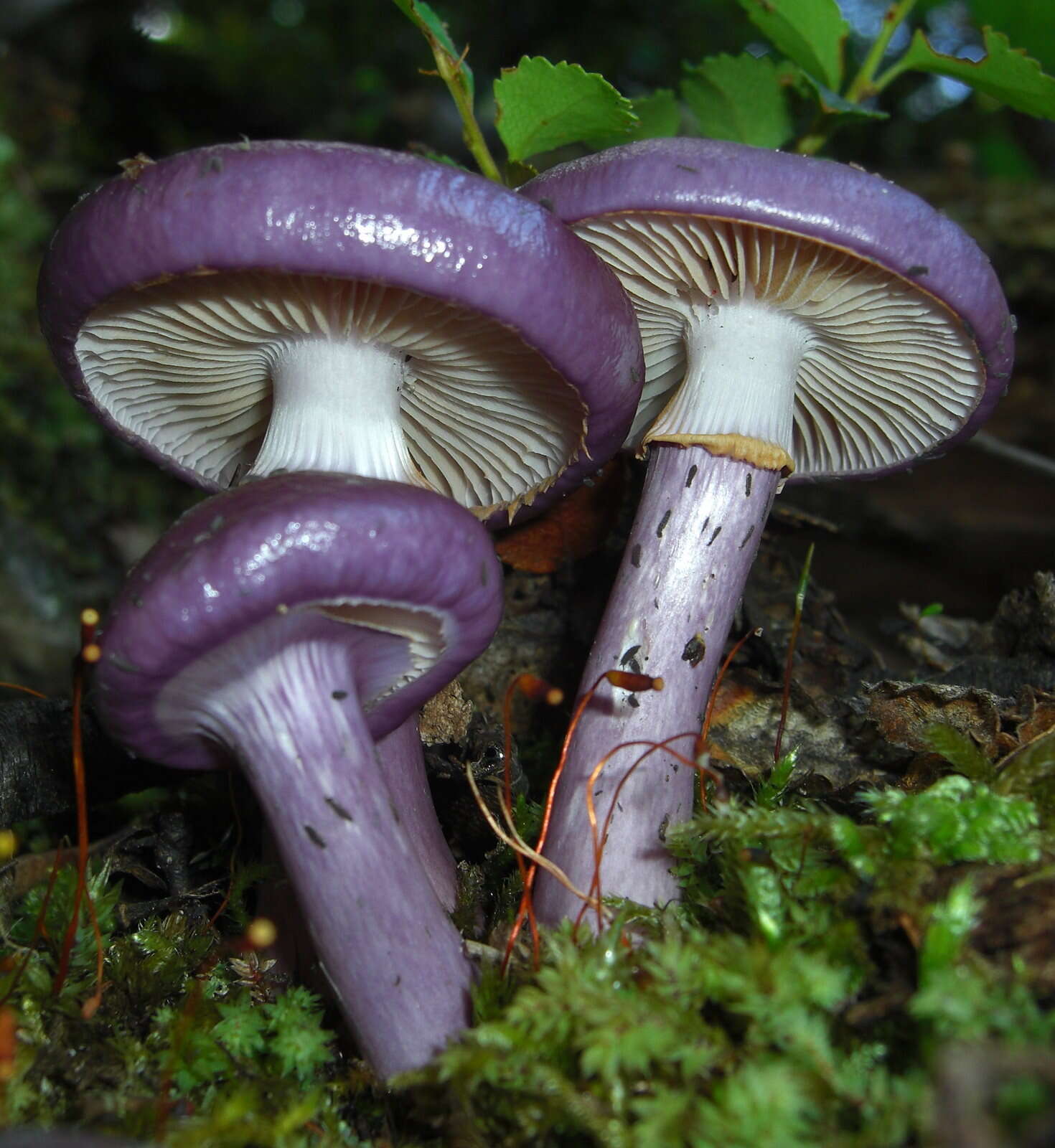 Imagem de Cortinarius magellanicus Speg. 1887