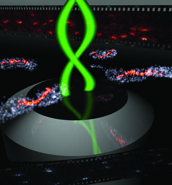 Image of Caulobacter vibrioides