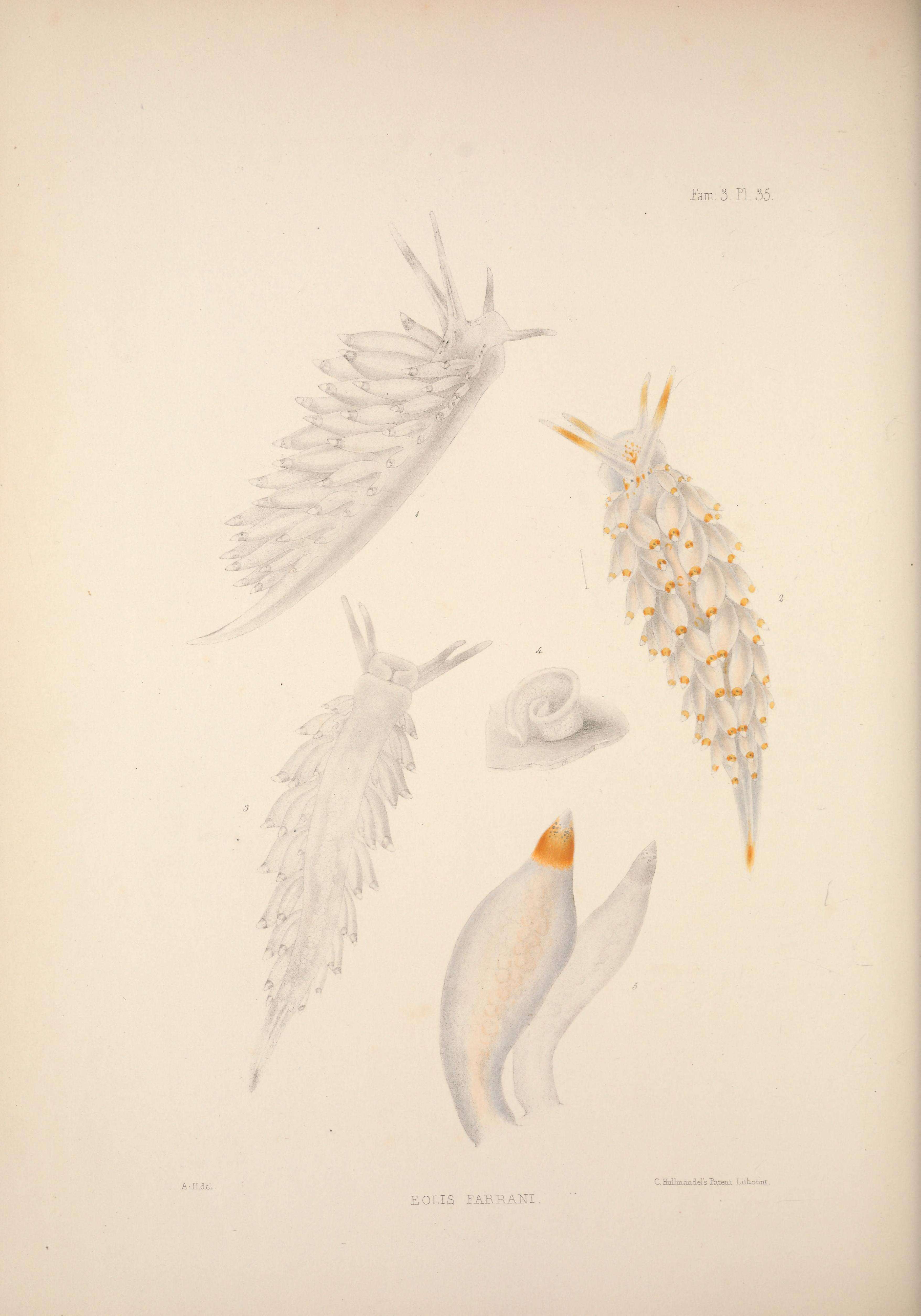 Image de Amphorina farrani (Alder & Hancock 1844)