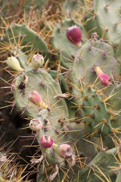 Image of Opuntia dillenii