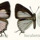 Image of Iolaus luculentus Leech 1890