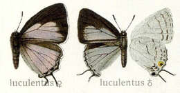 Imagem de Iolaus luculentus Leech 1890