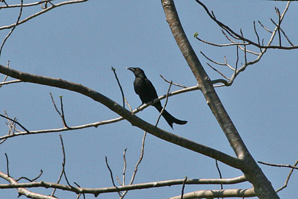 Image of Wallacean Drongo