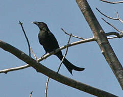 Image of Wallacean Drongo