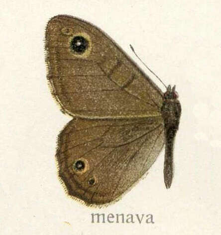 Image of Pararge maera Linnaeus 1758