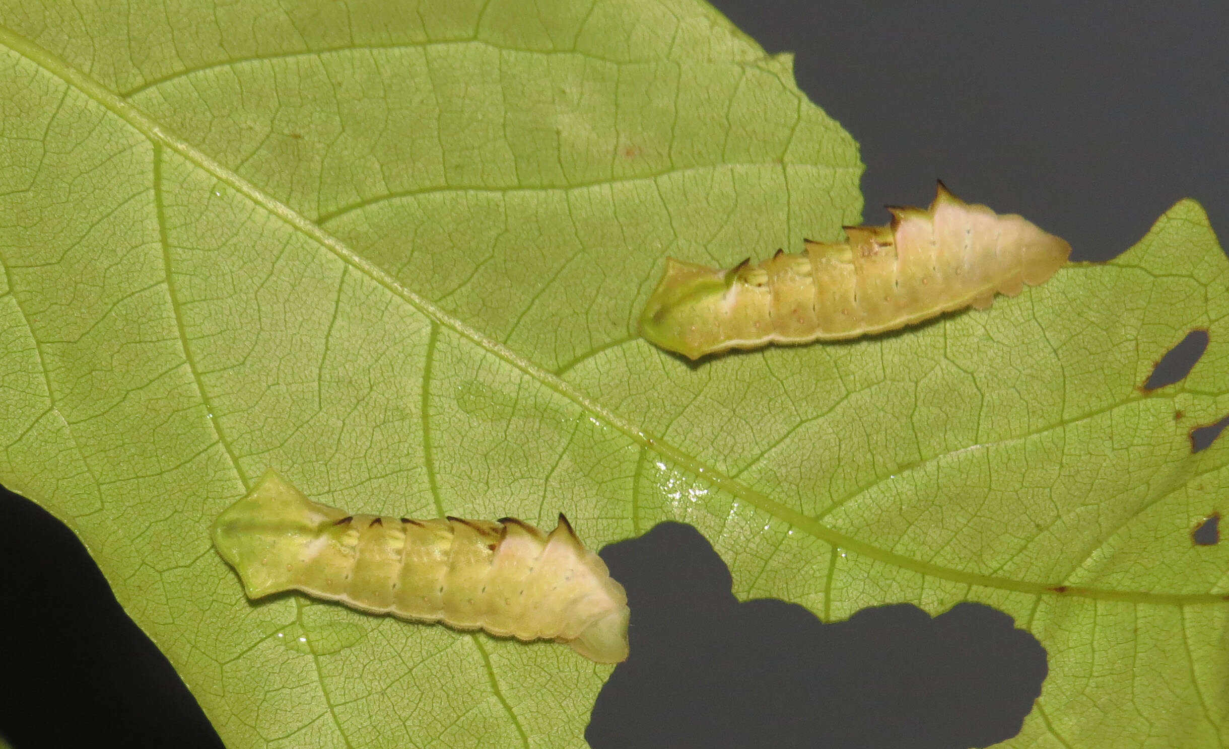 Plancia ëd Xylia xylocarpa (Roxb.) Taub.