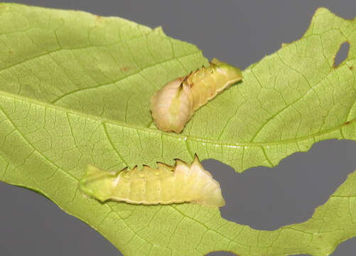 Слика од Xylia xylocarpa (Roxb.) Taub.