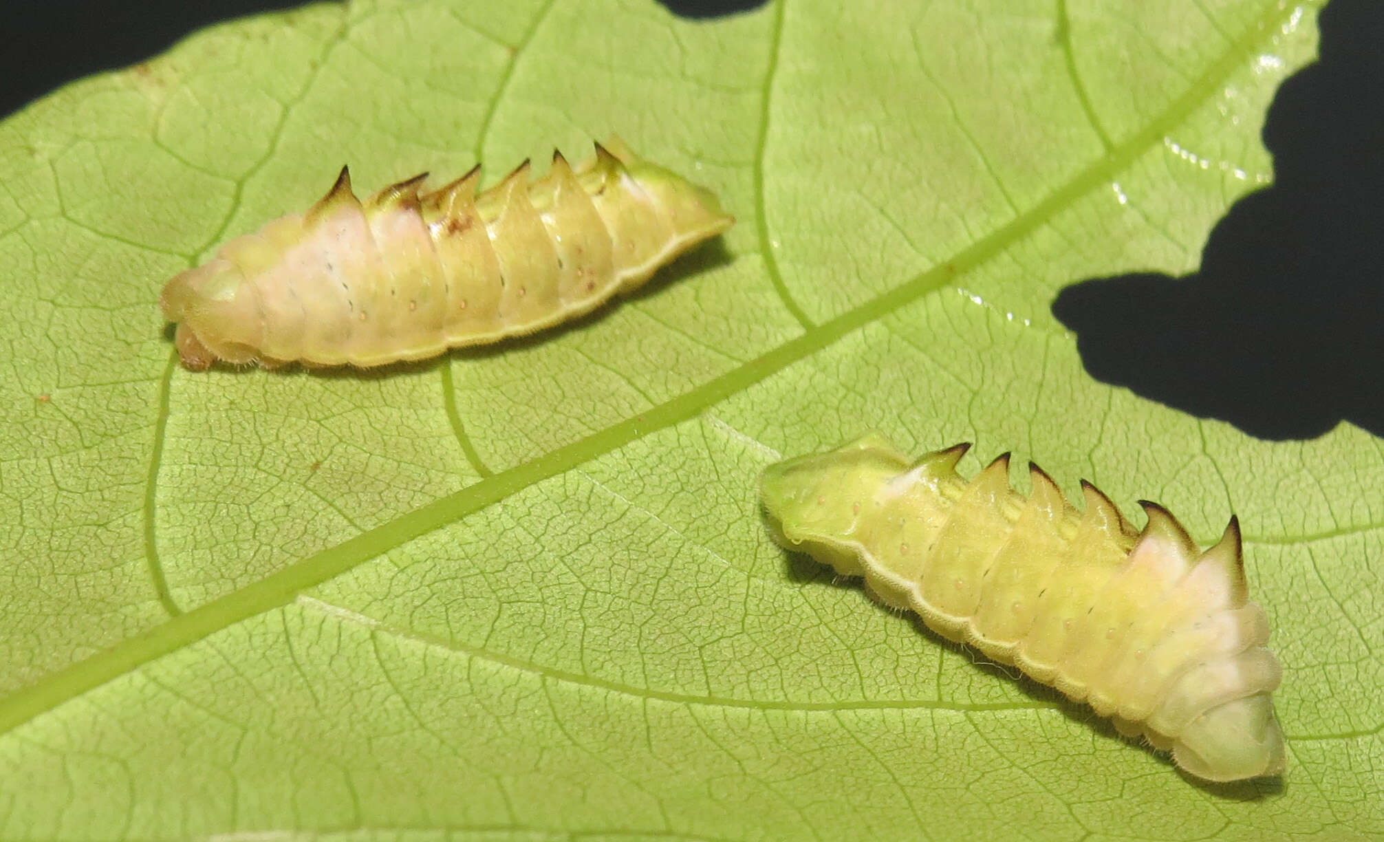 Plancia ëd Xylia xylocarpa (Roxb.) Taub.