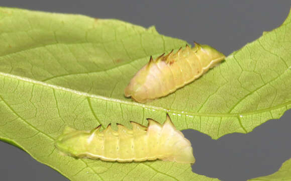 Слика од Xylia xylocarpa (Roxb.) Taub.