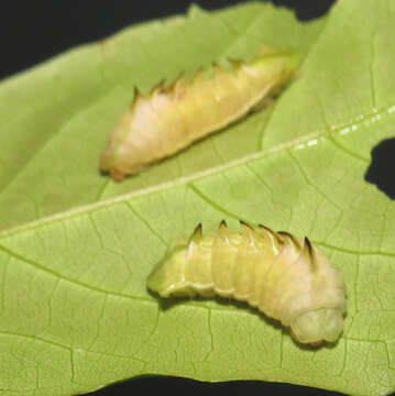 Слика од Xylia xylocarpa (Roxb.) Taub.