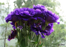 Image of Eustoma