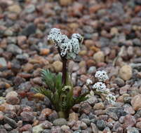 Image de Lomatium gormanii (T. J. Howell) Coult. & Rose