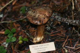 Image of Cortinarius glaucopus (Schaeff.) Gray 1821