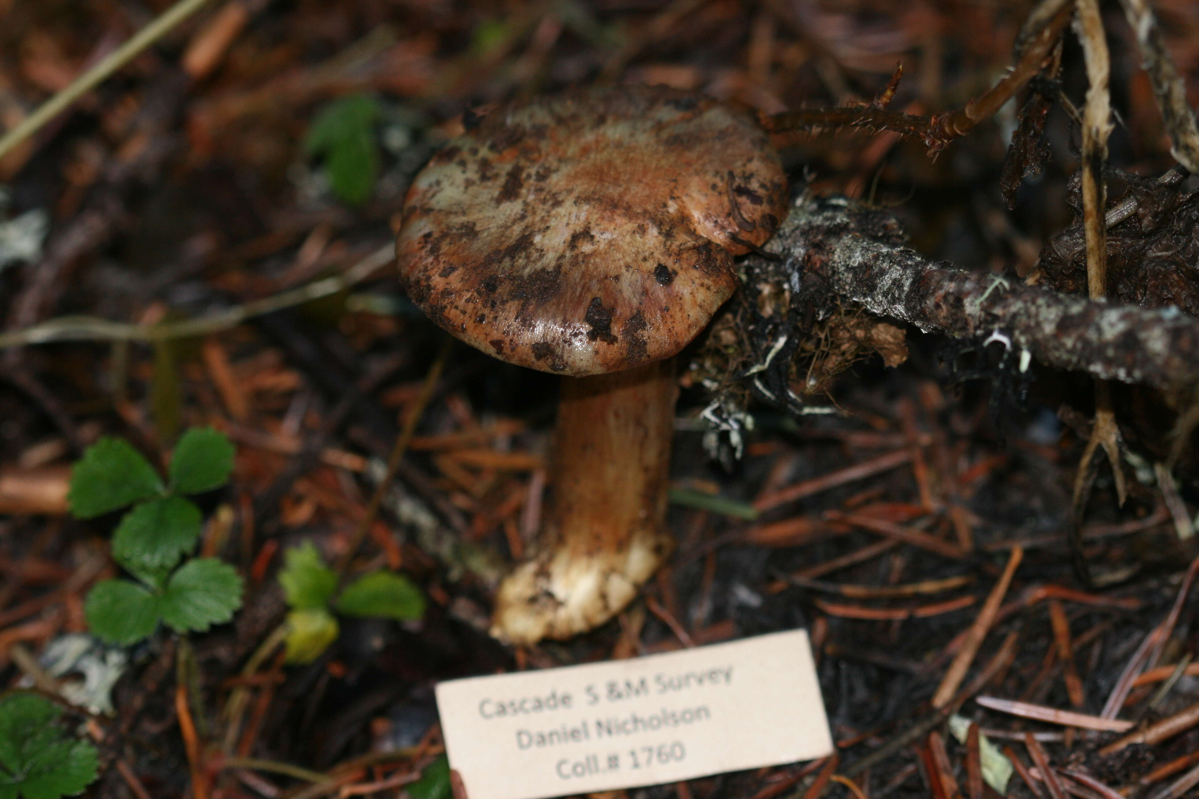 Image of Cortinarius glaucopus (Schaeff.) Gray 1821