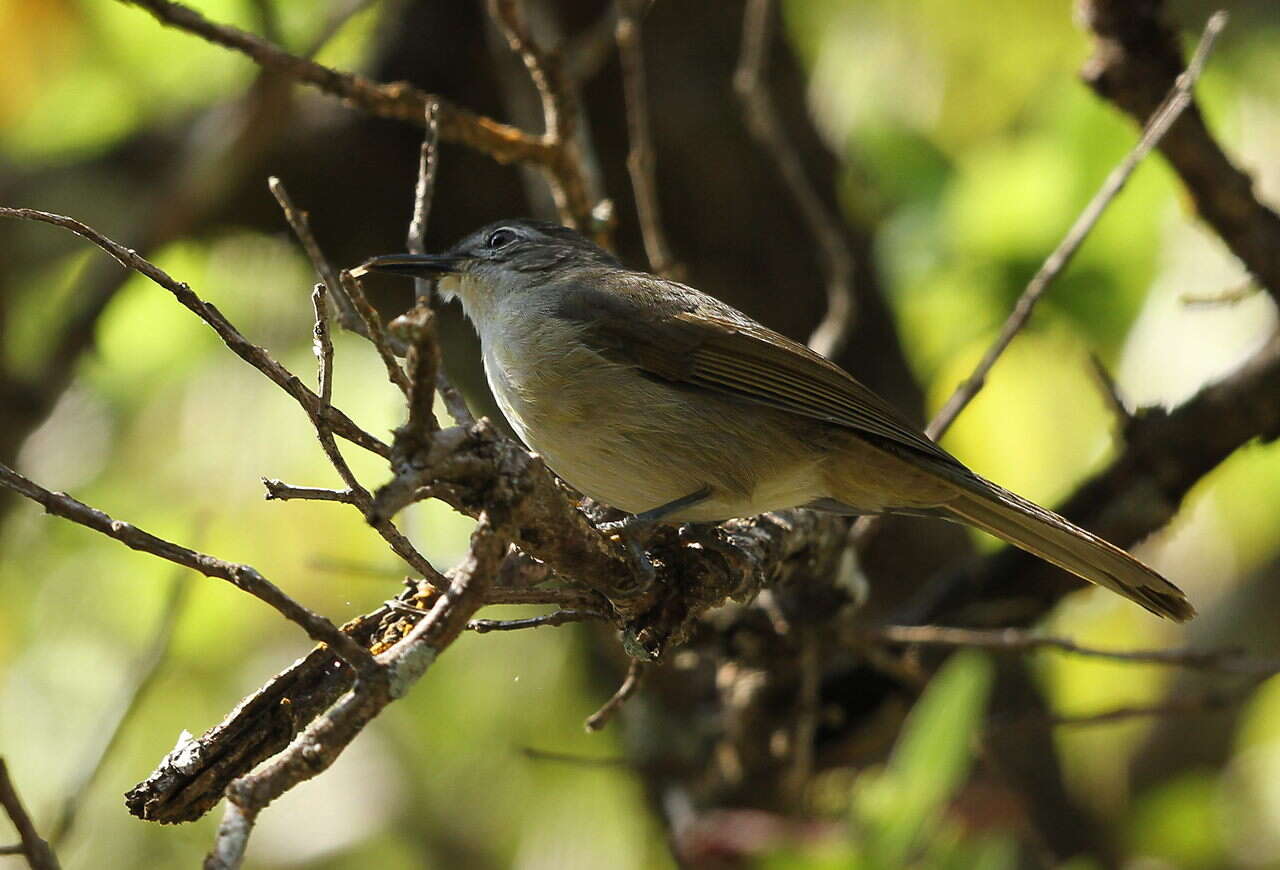 Image of Yellow-streaked Bulbul