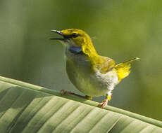 Image of Yellow-browed Camaroptera