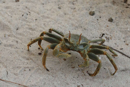 Image of Horned Ghost Crab