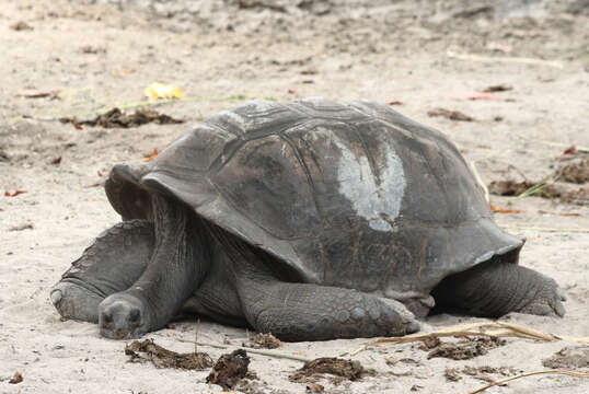 Image de Aldabrachelys