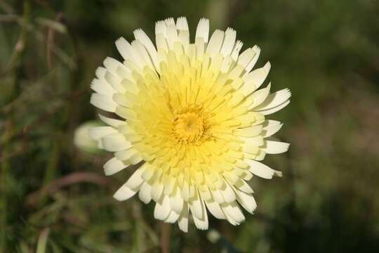 Image of woolly desertdandelion