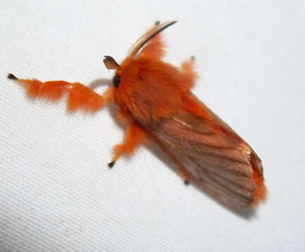 Image of tropical slug caterpillar moths