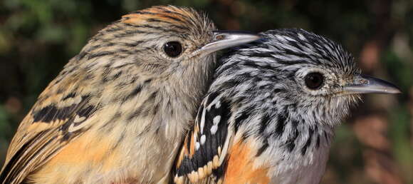 Image of Klages's Antbird