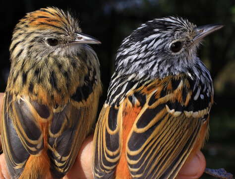 Image of Klages's Antbird