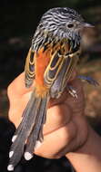 Image of Klages's Antbird