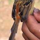 Image of Klages's Antbird