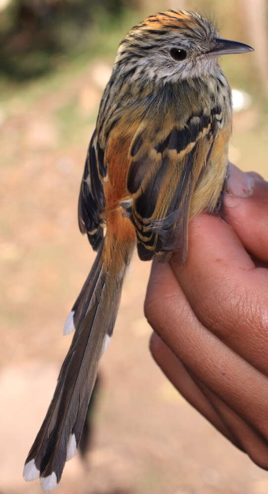 Image of Klages's Antbird